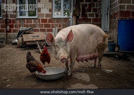 
                Schwein, Tierhaltung, Hühner, Stall                   