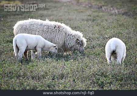 
                Schaf, Lamm, Deichschafe                   