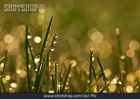 
                Natur, Sonnenlicht, Gras, Tau, Morgentau                   