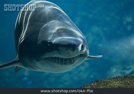 
                Hai, Sandtigerhai                   