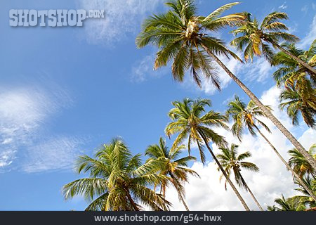 
                Reise & Urlaub, Palme, Kokospalme                   