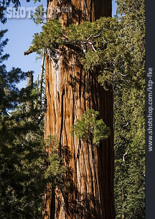 
                Wald, Mammutbaum, Redwood-nationalpark, Redwood                   
