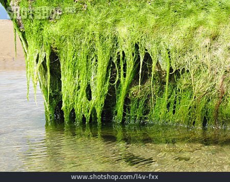 
                Algae, Algae Grew                   