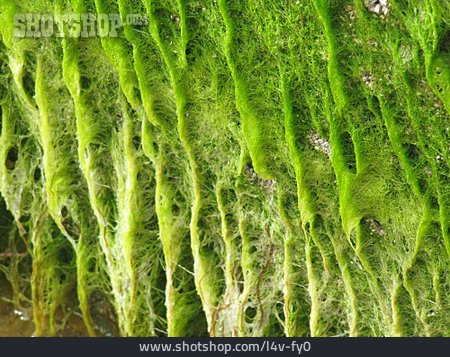 
                Algae                   