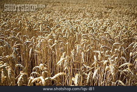 
                Wheat, Wheat Field, Corn Field                   