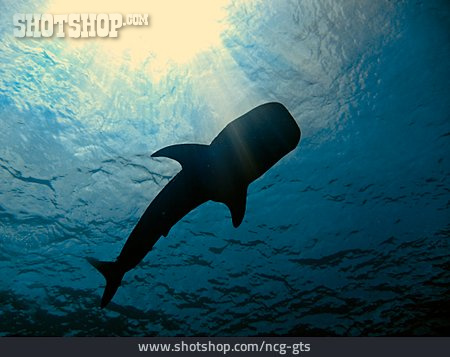 
                Unterwasseraufnahme, Hai, Walhai                   