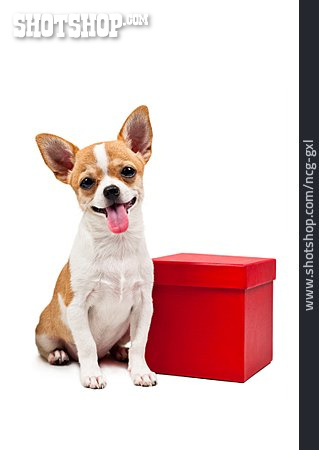 
                Geschenk, Chihuahua, Hundegeburtstag                   
