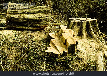 
                Forstwirtschaft, Baumfällung                   