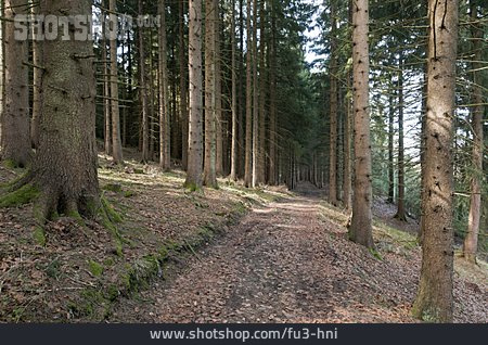 
                Wald, Nadelwald                   