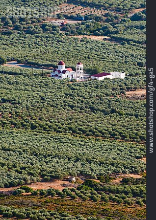 
                Kreta, Olivenbaumplantagen                   