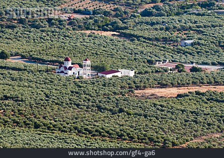 
                Kreta, Olivenbaumplantagen                   