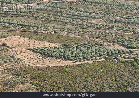 
                Olivenbaumplantagen                   