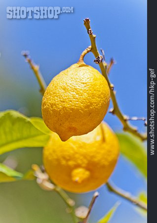 
                Zitrusfrucht, Zitronenbaum                   