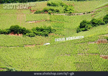 
                Weinbau, Weinberg, ürziger Würzgarten                   