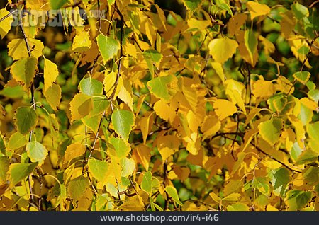 
                Herbstlaub, Herbstlich, Birkenzweig                   