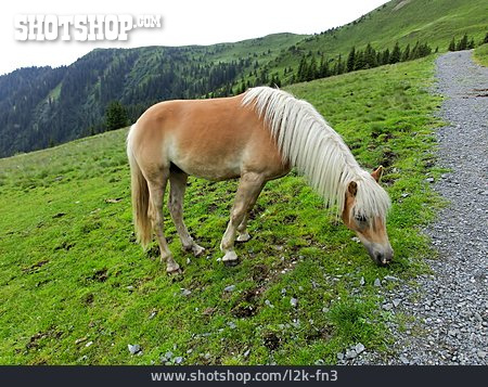 
                Haflinger                   