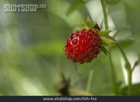 
                Erdbeerpflanze                   