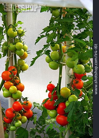 
                Tomatenpflanze, Tomatenanbau, Tomatenstrauch                   