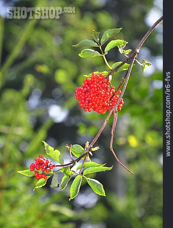 
                Elderberry Elder, Red Elderberry                   
