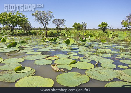 
                Sumpf, Kakadu Nationalpark, Yellow Waters Billabong                   
