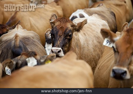 
                Kuh, Viehzucht, Rind, Hausrind, Rinderherde                   