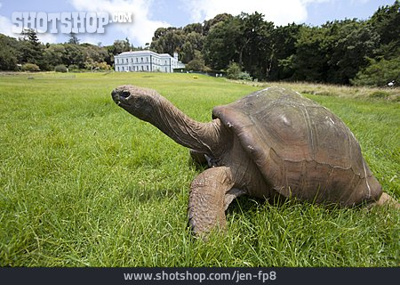 
                Schildkröte, Riesenschildkröte                   