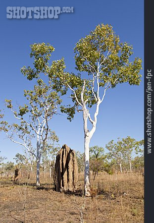 
                Kakadu Nationalpark, Termitenbau                   