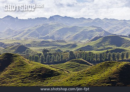 
                Neuseeland, Hügellandschaft, Manawatu-wanganui                   