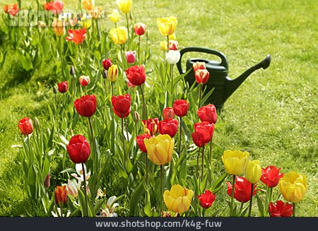 
                Tulpe, Gartenarbeit, Gießkanne                   