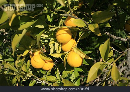 
                Orange, Zitrusfrucht, Orangenbaum                   