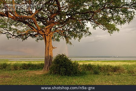 
                Savanne, Uganda, Albert-see                   