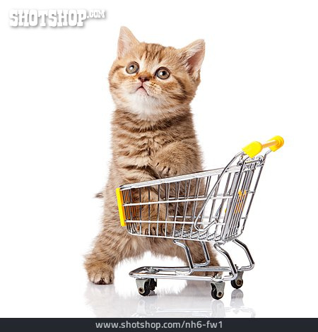 
                Verspielt, Einkaufswagen, Katzenjunges                   