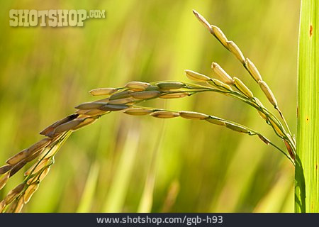 
                Reispflanze, Reisrispe                   