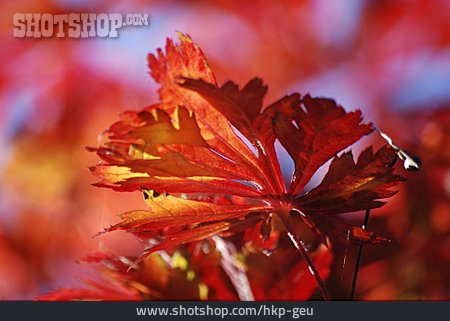 
                Herbstfarben, Ahornblatt, Ahorn                   