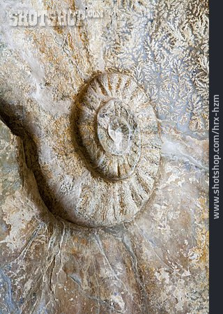 
                Spirale, Ammonit, Fossilien                   