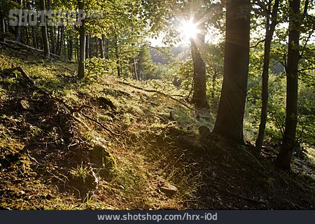 
                Wald, Sonnenstrahlen, Slowakei                   