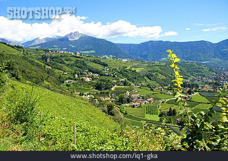 
                Südtirol, Weinlandschaft, Etschtal                   