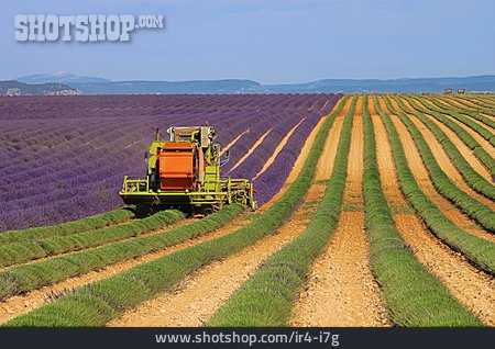 
                Landwirtschaft, Mähdrescher, Lavendel, Lavendelfeld, Lavendelernte                   