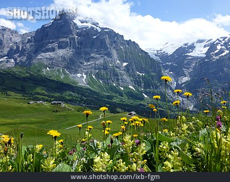 
                Gebirge, Alpen, Schweiz, Kanton Bern                   
