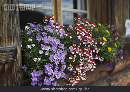 
                Blume, Blumenkasten, Blumenfenster                   