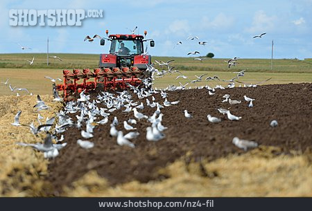 
                Traktor, Pflug, Vogelschwarm                   