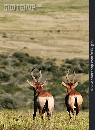 
                Afrika, Südafrika, Antilope                   