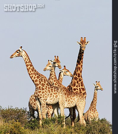 
                Tierfamilie, Giraffe                   