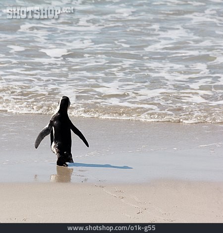 
                Boulders Beach, Afrikanischer Pinguin                   