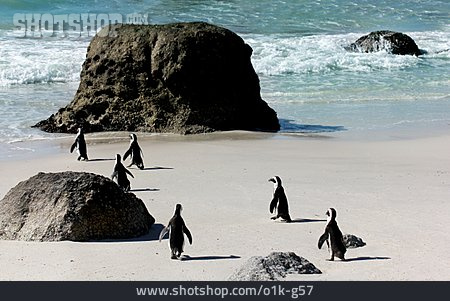 
                Boulders Beach, Afrikanischer Pinguin                   