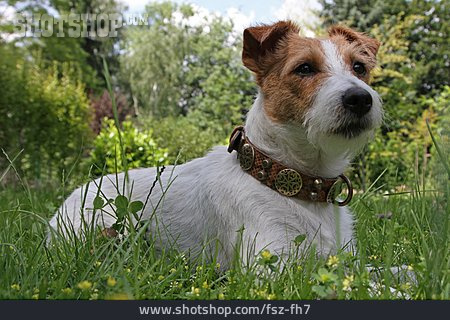 
                Terrier, Parson-russell-terrier                   