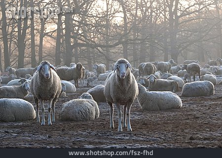 
                Schafe, Schafherde                   