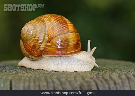 
                Weinbergschnecke                   