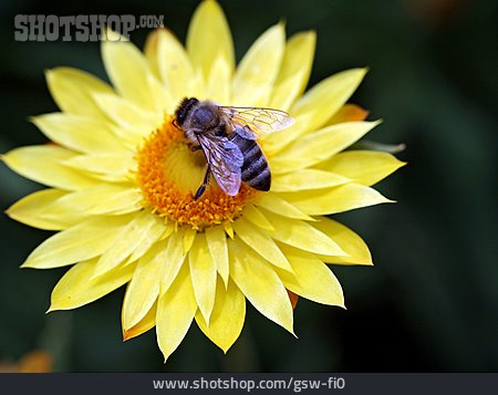 
                Biene, Gnaphalieae                   