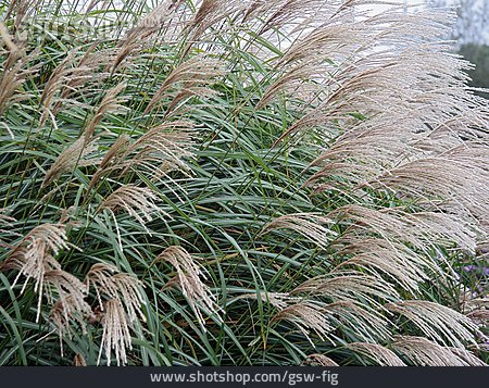 
                Miscanthus                   